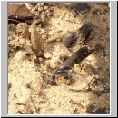 Pompilus cinereus - Wegwespe w11 9mm mit Spinne.jpg